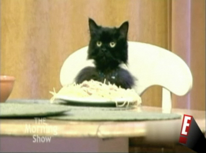 The Soup Spaghetti Cat The Soup Spaghetti Cat